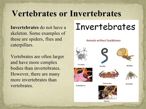 105 best Vertebrates and Invertebrates for Kids images on Pinterest | Day care, Crafts for kids ...