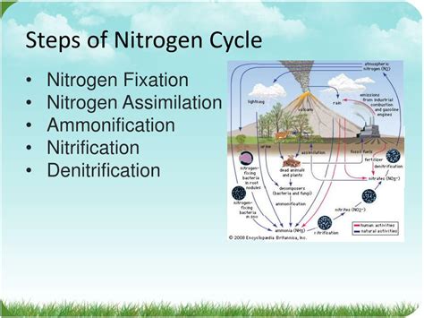 PPT - NITROGEN CYCLE PowerPoint Presentation, free download - ID:1598139