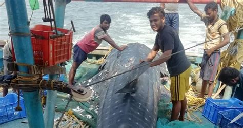 Whale shark caught in fishing net in Odisha dies