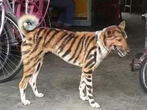 Dog That Looks Like A Tiger