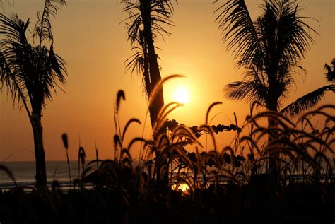 Free Images : coast, tree, ocean, silhouette, sun, sunrise, sunset, sunlight, morning, dawn ...