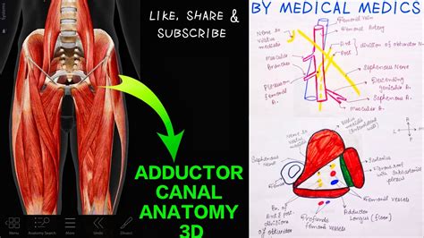 Adductor Canal Anatomy 3d | Subsartorial Canal | Boundaries & Contents | Medical Medics - YouTube