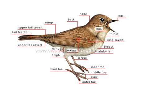 ANIMAL KINGDOM :: BIRDS :: BIRD :: MORPHOLOGY OF A BIRD [1] image - Visual Dictionary Online