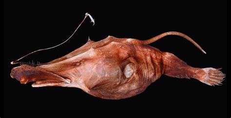 Real Monstrosities: Wolftrap Anglerfish