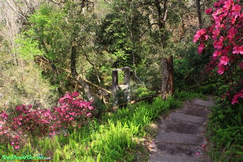 Ravine Gardens State Park • Azaleas in Palatka, FL