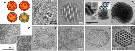 Cryo electron microscopy