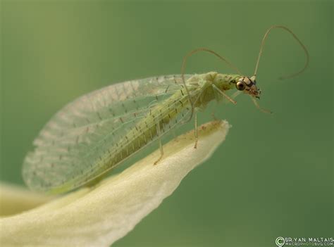 Green Lacewing Insect Macro Photography