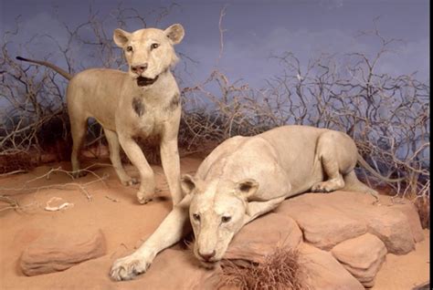 Why did Tsavo lions eat people? | Earth | EarthSky