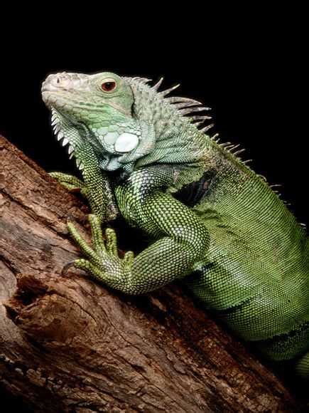 Green Iguana - Costa Rica