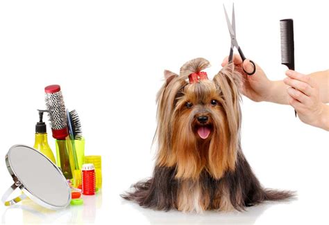 Happy Paws Pet Grooming - Grooming Services