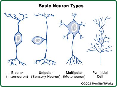 Brain Pictures | Brain neurons, Brain anatomy, Neuroscience