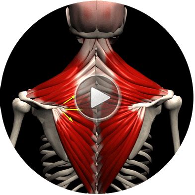 Visual body 3d program anatomy muscles - trackjes