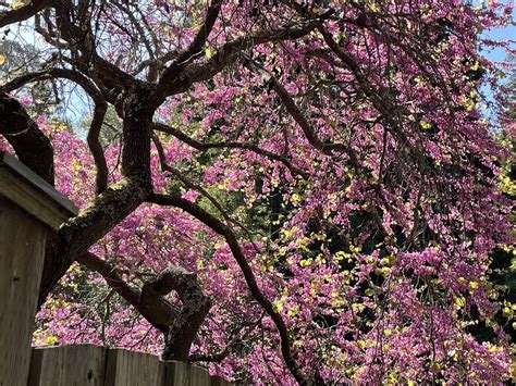 Western Redbud Tree: Gorgeous Flowering Tree for the Small Garden! - Passionate Gardeners