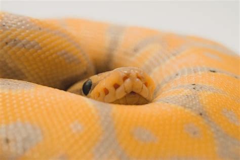 Banana Ball Python Morph Care: Facts, Size, Diet & More