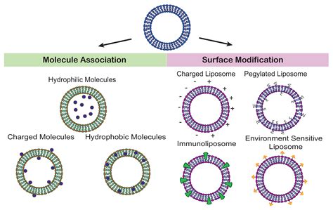 Membranes | Free Full-Text | Perspective on the Application of Erythrocyte Liposome-Based Drug ...