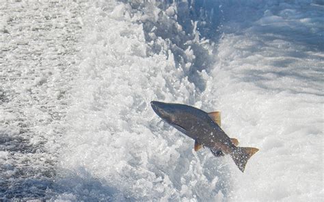 Salmon Season Shut Down on West Coast | Center Console Life Magazine