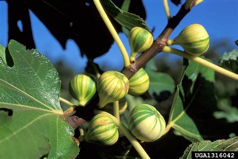 Ficus carica (common fig): Go Botany