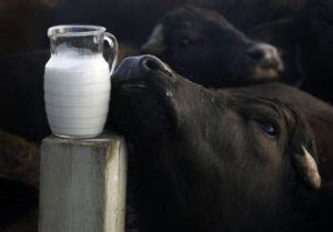 Potential Health Benefits of Buffalo Milk - Facts About Buffalo Milk