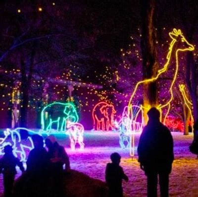 Denver Zoo Lights | The Castle Pines Connection