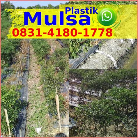 Pemasangan Mulsa Plastik Yang Benar – Ô8౩l-Կl8Ô-lᜪᜪ8 [wa] Jual Mulsa Plastik Murah