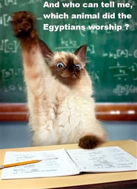 funny cats in school - Dump A Day