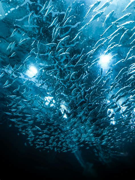 Shoal of Fish · Free Stock Photo