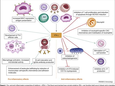 Figure 2 from How interferon-gamma keeps autoimmune diseases in check ...