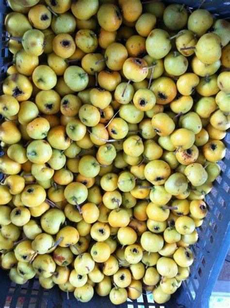 very small, very yellow farmer's apples-like fruits (crataegus azarolus) | Fruit, Farmer, Vegetables