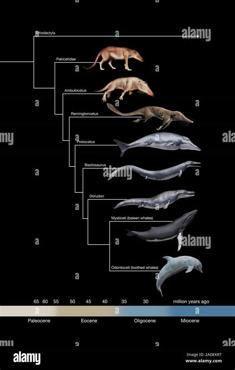 Whale evolution. Illustration of six prehistoric whale ancestors and two modern whales (bottom ...