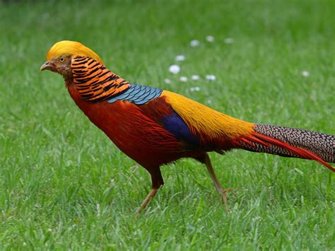 Golden Pheasant Bird Facts (Chrysolophus pictus) | Bird Fact