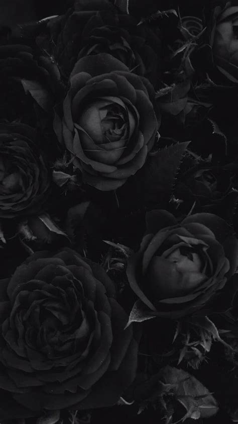 Black Rose, black gothic iphone HD phone wallpaper | Pxfuel