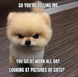 10+ Angry Dog Meme That Hilarious - PetPress