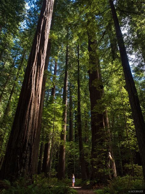 Giant Forest | Humboldt Redwoods State Park, California | Mountain Photography by Jack Brauer