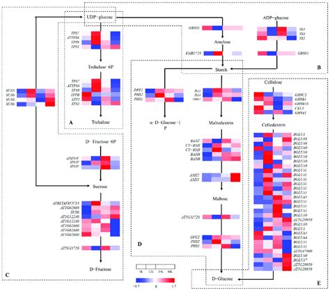 Heat map of annotated genes in starch and sucrose metabolism pathway ...