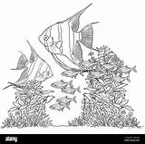 Angel Fish Coloring Pages sketch template