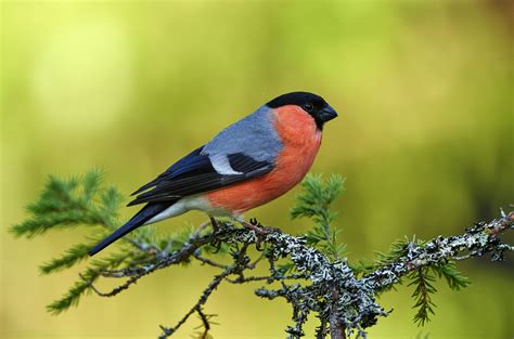 Eurasian Bullfinch