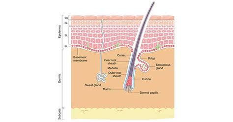 Get an Overview of Epidermal Stem Cell- CUSABIO