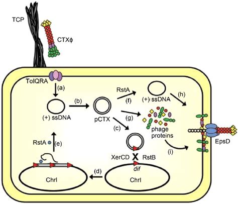 Schematic life cycle representation of V. cholerae. Source: CTXϕ and... | Download Scientific ...