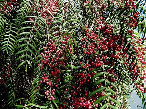 50 California Pepper Tree Seeds schinus Molle | Etsy