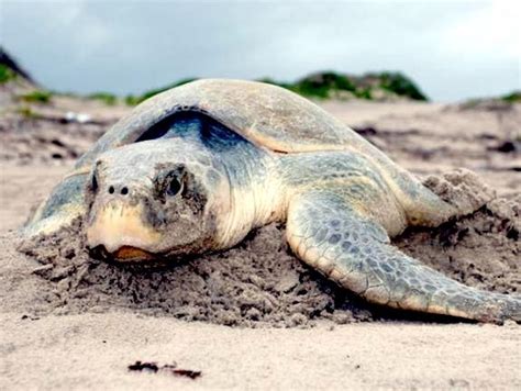 Kemp’s Ridley Sea Turtle – "OCEAN TREASURES" Memorial Library