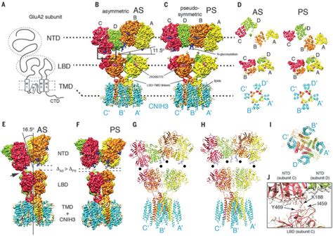 Structures of the AMPA receptor in complex with its auxiliary subunit ...