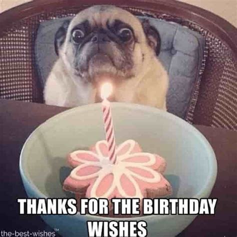 Top 100 Funniest Happy Birthday Memes (Most Popular) | Funny dog memes, Birthday humor, Funny ...