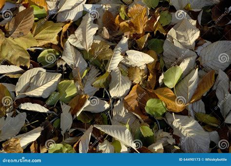 Wind Blown Autumn Leaves stock image. Image of leaf, backdrop - 64490173