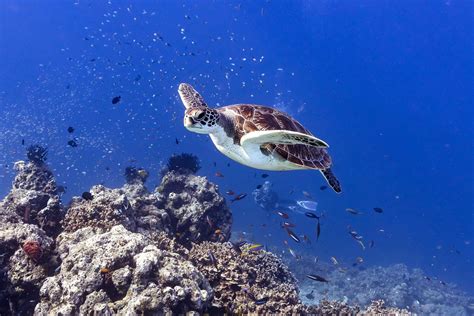 Diving the Similan Islands