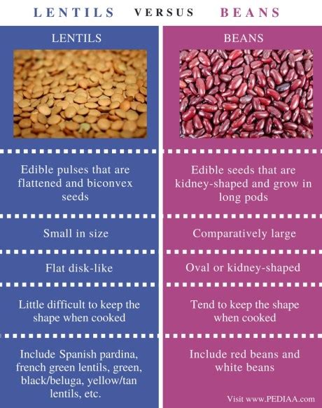 Difference Between Lentils and Beans - Pediaa.Com