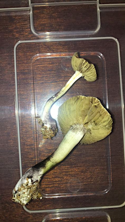 Psilocybe Cubensis Golden Teacher, Psilocybe Cubensis Thai 2 grow journal harvest5 by - GrowDiaries