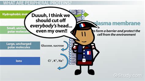 Peripheral Membrane Proteins | Definition, Function & Examples - Lesson ...