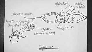 ⭐ What is a simple reflex arc. 12.10A: Components of a Reflex Arc. 2022 ...
