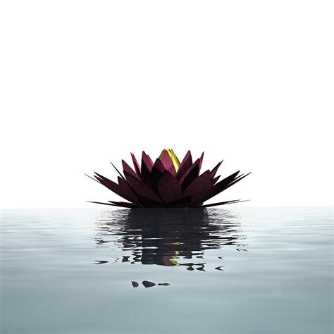 Lotus Flower Floating On The Water Photograph by Artpartner-images | Pixels