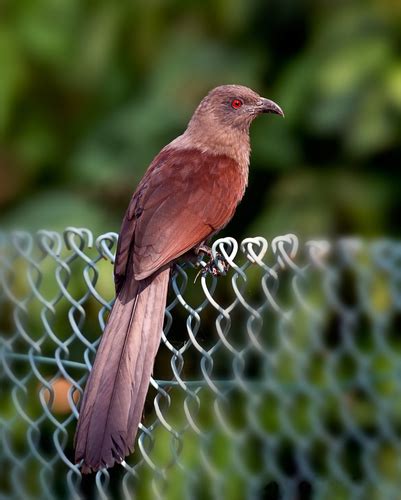 Birds of India · iNaturalist